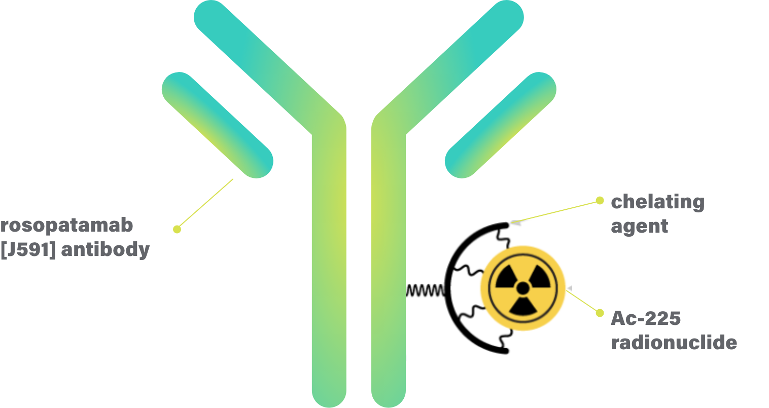 CONV01-α: rosopatamab (J591) paired with chelating agent and Ac-225 radionuclide